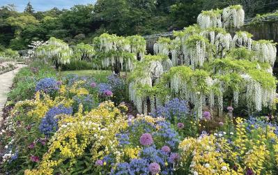 一面に広がるカラフルな花を楽しむ【チューリップの絶景】2選。花旅のプロおすすめ（サムネイル画像8）
