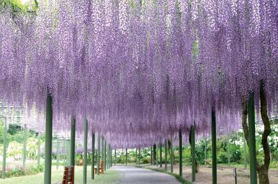 一面に広がるカラフルな花を楽しむ【チューリップの絶景】2選。花旅のプロおすすめ（サムネイル画像7）