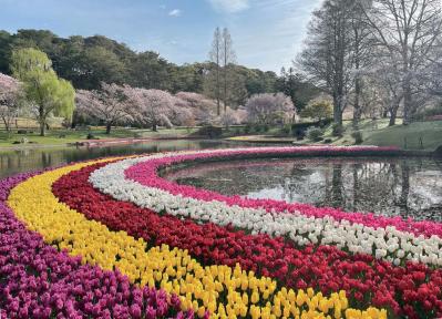 一面に広がるカラフルな花を楽しむ【チューリップの絶景】2選。花旅のプロおすすめ（サムネイル画像6）