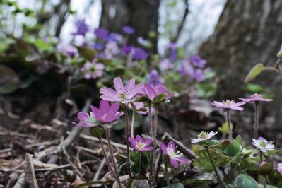一面に広がるカラフルな花を楽しむ【チューリップの絶景】2選。花旅のプロおすすめ（サムネイル画像3）