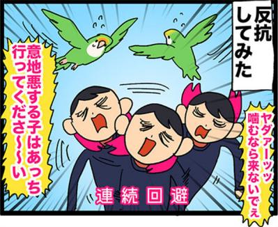 【鳥マンガ＃13】ぶつかったのはどっち？飼い主に反抗される女帝インコ（サムネイル画像5）