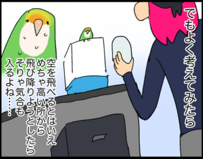 【鳥マンガ＃10】意外と怖がりなゴルちゃんを見た！ビビりなコザクラインコの姿2選