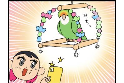 【鳥マンガ＃11】コザクラインコのう○ち事情。やっとおもちゃで遊んでくれた！そのワケは？