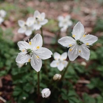 春から長く花を観賞できる【高知のガーデン】2選。花旅のプロおすすめ（サムネイル画像8）