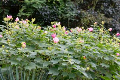 【ガーデニング】散漫な庭が見違える！シュラブ（低木）を核にしてまとまりを（サムネイル画像9）