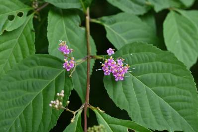 【ガーデニング】散漫な庭が見違える！シュラブ（低木）を核にしてまとまりを（サムネイル画像7）