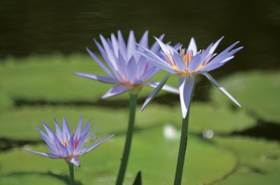 春から長く花を観賞できる【高知のガーデン】2選。花旅のプロおすすめ（サムネイル画像4）