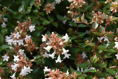 【ガーデニング】散漫な庭が見違える！シュラブ（低木）を核にしてまとまりを（サムネイル画像4）