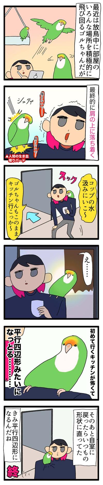 【鳥マンガ＃10】意外と怖がりなゴルちゃんを見た！ビビりなコザクラインコの姿2選（サムネイル画像5）