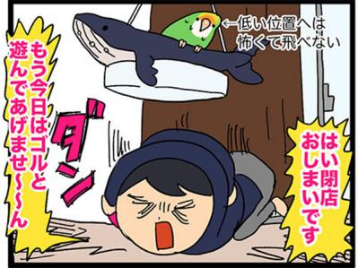 【鳥マンガ＃13】ぶつかったのはどっち？飼い主に反抗される女帝インコ（サムネイル画像6）