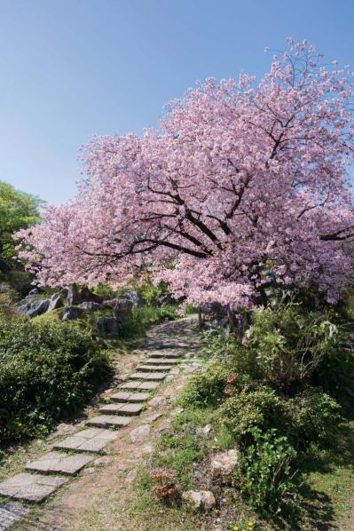 春から長く花を観賞できる【高知のガーデン】2選。花旅のプロおすすめ（サムネイル画像7）