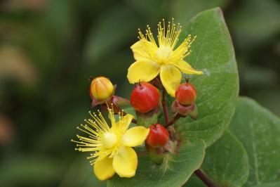 【ガーデニング】散漫な庭が見違える！シュラブ（低木）を核にしてまとまりを（サムネイル画像10）