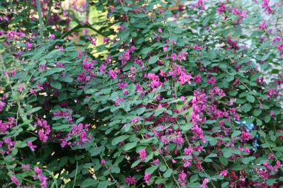 【ガーデニング】散漫な庭が見違える！シュラブ（低木）を核にしてまとまりを（サムネイル画像14）