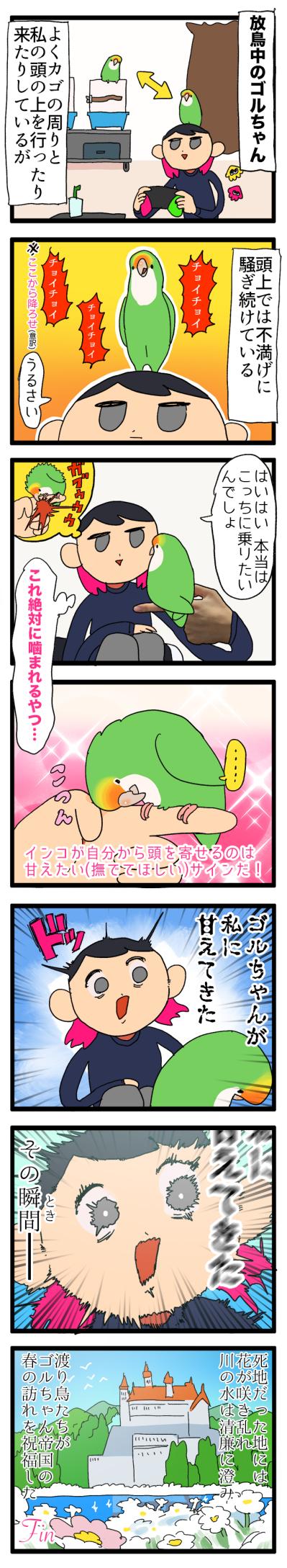 【鳥マンガ＃12】ゴルちゃんが甘えてきた！でも引き際をまちがえると…（サムネイル画像3）