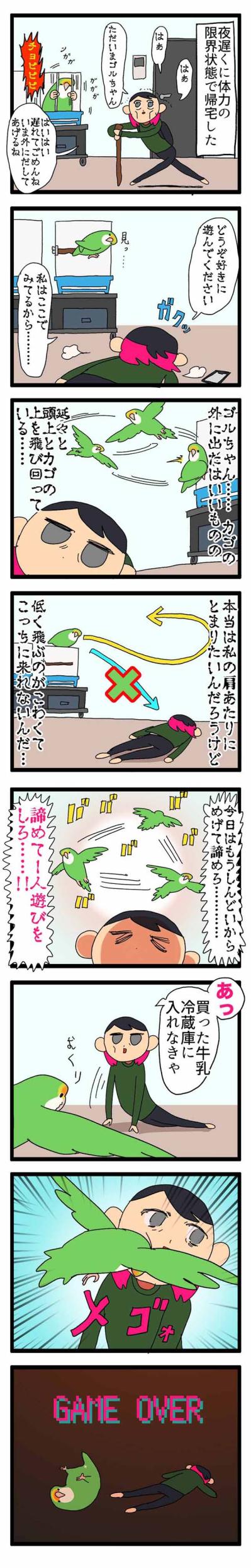 【鳥マンガ＃13】ぶつかったのはどっち？飼い主に反抗される女帝インコ（サムネイル画像3）