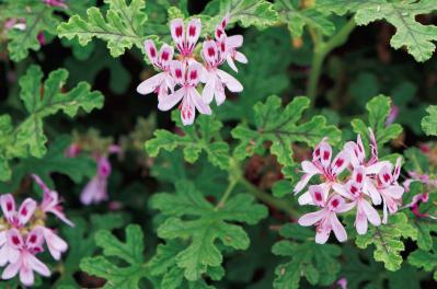 3月19日の花とは？【366日の誕生花と幸せの花言葉】（サムネイル画像）