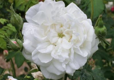 【ガーデニング】たおやかに咲くオールドローズの魅力　マリー・アントワネットが愛したバラとは？（サムネイル画像6）