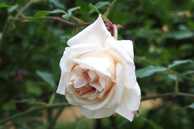 【ガーデニング】たおやかに咲くオールドローズの魅力　マリー・アントワネットが愛したバラとは？（サムネイル画像7）