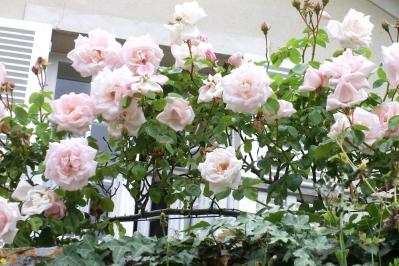 【ガーデニング】たおやかに咲くオールドローズの魅力　マリー・アントワネットが愛したバラとは？（サムネイル画像3）