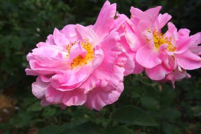 【ガーデニング】たおやかに咲くオールドローズの魅力　マリー・アントワネットが愛したバラとは？（サムネイル画像4）