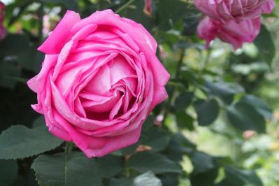 【ガーデニング】たおやかに咲くオールドローズの魅力　マリー・アントワネットが愛したバラとは？（サムネイル画像5）