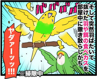 【鳥マンガ＃16】女帝インコが甘えてきた！？ かわいいけど厄介な鳥の抜けた羽問題（サムネイル画像11）