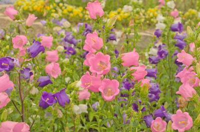 ［ガーデニング］春を彩る！花がいっぱい咲く一年草【8選】手軽に楽しもう（サムネイル画像10）