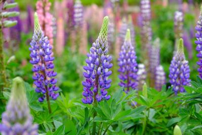 ［ガーデニング］春を彩る！花がいっぱい咲く一年草【8選】手軽に楽しもう（サムネイル画像12）