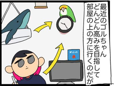 【鳥マンガ＃15】新しいインコをお迎えしたい飼い主／意外にどんくさい鳥、ゴル（サムネイル画像9）