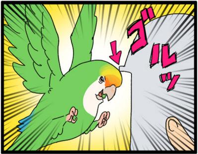 【鳥マンガ＃15】新しいインコをお迎えしたい飼い主／意外にどんくさい鳥、ゴル（サムネイル画像14）