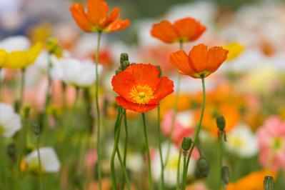 ［ガーデニング］春を彩る！花がいっぱい咲く一年草【8選】手軽に楽しもう（サムネイル画像4）