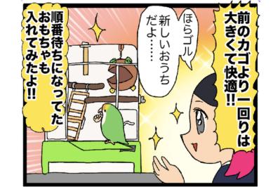 【鳥マンガ＃17】インコが新居に不満な理由／放鳥がもたらした悲劇とは？