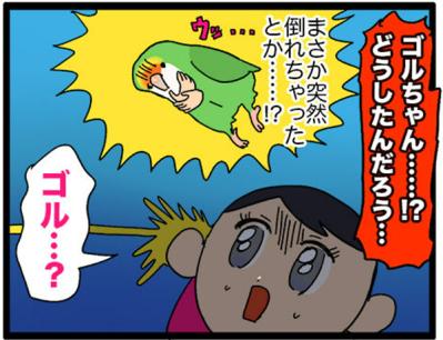 【鳥マンガ＃14】床に対して平行になるインコ／お返事ができる賢いゴルちゃん！（サムネイル画像13）