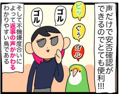 【鳥マンガ＃14】床に対して平行になるインコ／お返事ができる賢いゴルちゃん！（サムネイル画像15）
