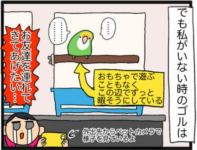 【鳥マンガ＃15】新しいインコをお迎えしたい飼い主／意外にどんくさい鳥、ゴル（サムネイル画像7）