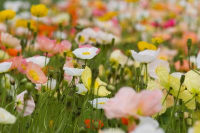 ［ガーデニング］春を彩る！花がいっぱい咲く一年草【8選】手軽に楽しもう（サムネイル画像13）