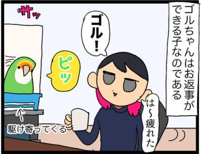 【鳥マンガ＃14】床に対して平行になるインコ／お返事ができる賢いゴルちゃん！（サムネイル画像10）