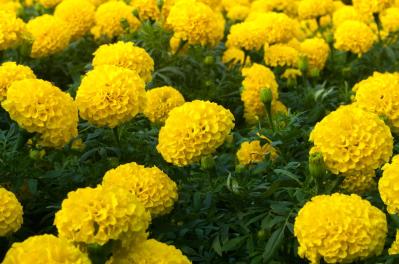 ［ガーデニング］春を彩る！花がいっぱい咲く一年草【8選】手軽に楽しもう（サムネイル画像7）