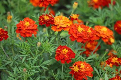 ［ガーデニング］春を彩る！花がいっぱい咲く一年草【8選】手軽に楽しもう（サムネイル画像8）