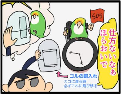 【鳥マンガ＃15】新しいインコをお迎えしたい飼い主／意外にどんくさい鳥、ゴル（サムネイル画像12）