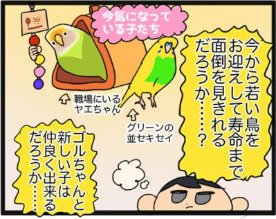 【鳥マンガ＃15】新しいインコをお迎えしたい飼い主／意外にどんくさい鳥、ゴル（サムネイル画像5）