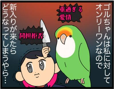 【鳥マンガ＃15】新しいインコをお迎えしたい飼い主／意外にどんくさい鳥、ゴル（サムネイル画像6）