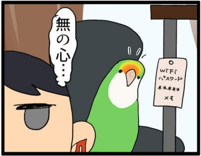 【鳥マンガ＃14】床に対して平行になるインコ／お返事ができる賢いゴルちゃん！（サムネイル画像5）