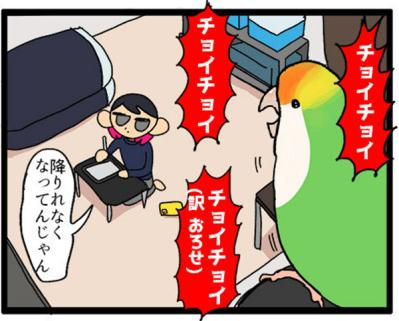 【鳥マンガ＃15】新しいインコをお迎えしたい飼い主／意外にどんくさい鳥、ゴル（サムネイル画像11）