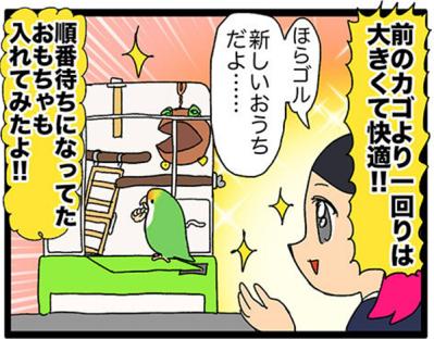 【鳥マンガ＃17】インコが新居に不満な理由／放鳥がもたらした悲劇とは？（サムネイル画像4）