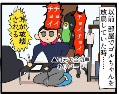 【鳥マンガ＃14】床に対して平行になるインコ／お返事ができる賢いゴルちゃん！（サムネイル画像4）