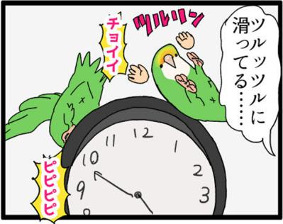 【鳥マンガ＃15】新しいインコをお迎えしたい飼い主／意外にどんくさい鳥、ゴル（サムネイル画像10）