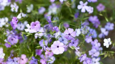 ［ガーデニング］春を彩る！花がいっぱい咲く一年草【8選】手軽に楽しもう（サムネイル画像9）