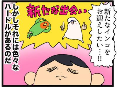 【鳥マンガ＃15】新しいインコをお迎えしたい飼い主／意外にどんくさい鳥、ゴル（サムネイル画像4）