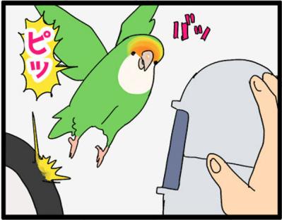 【鳥マンガ＃15】新しいインコをお迎えしたい飼い主／意外にどんくさい鳥、ゴル（サムネイル画像13）